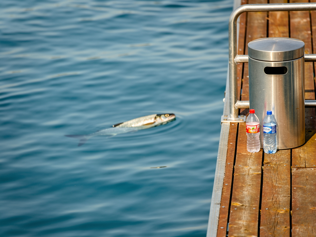 Balık gülümseyerek rıhtımdan uzaklaşır.