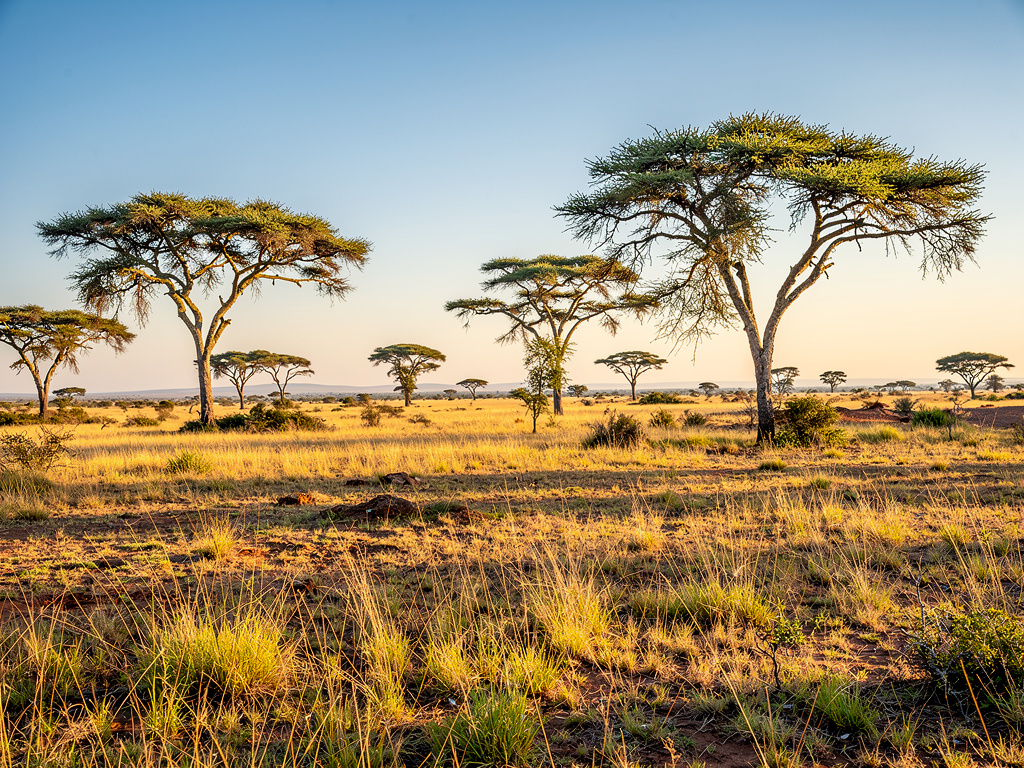 تخيل لو: تخيل شخص يصارع جميع الحيوانات من أجل حبيبته.